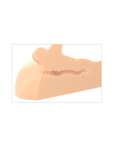 PDX PLUS PERFECT RIDE LIGHT